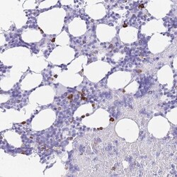 ZFP37 Antibody, Novus Biologicals:Antibodies:Primary Antibodies